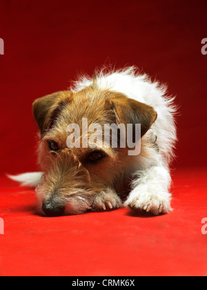 Un Parson Russell Terrier cane, sdraiato sul pavimento Foto Stock