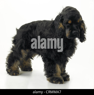 Un Americano cocker spaniel cane Foto Stock