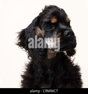 Un Americano cocker spaniel cane Foto Stock