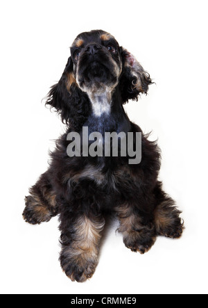 Un Americano cocker spaniel cane Foto Stock