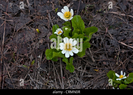 Montagna bianca Marsh Marigold Caltha leptosepala millefiori al Paradise Prati, Strathcona Provincial Park, BC, Canada in luglio Foto Stock