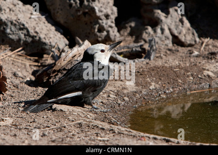 White-headed Woodpecker (Picoides albolarvatus) maschio da un piccolo stagno al Lago di cabina, Oregon, Stati Uniti d'America in giugno Foto Stock