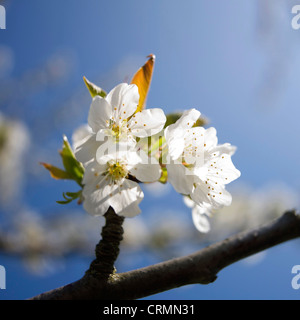 Bella bianco apple blossom su un albero in primavera stagione primavera Foto Stock