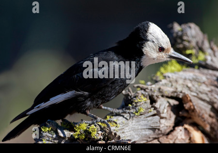 White-headed Woodpecker (Picoides albolarvatus) femmina appollaiato su un moncone in Lago di cabina, Oregon, Stati Uniti d'America in giugno Foto Stock