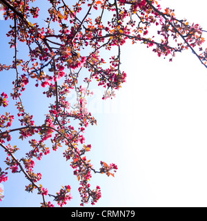 Guardando il bellissimo rami piena di rosa fiori di ciliegio appeso a un albero nella stagione primaverile. Foto Stock