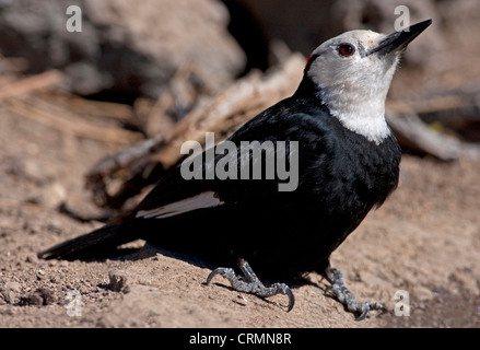 White-headed Woodpecker (Picoides albolarvatus) maschio da un piccolo stagno al Lago di cabina, Oregon, Stati Uniti d'America in giugno Foto Stock