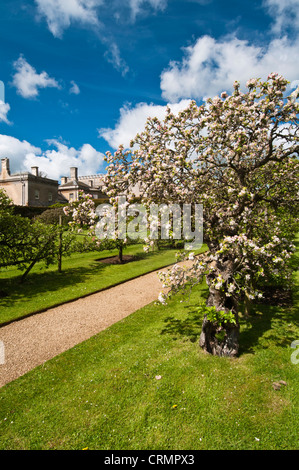 Avenue di addestrati mela e pera alberi con delicate Blossom Pink, nel frutteto murata di Rousham House, Oxfordshire, Inghilterra Foto Stock