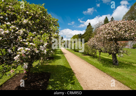 Un viale di fioritura mele e pere entro le mura del frutteto del Rousham House, Oxfordshire, Inghilterra Foto Stock