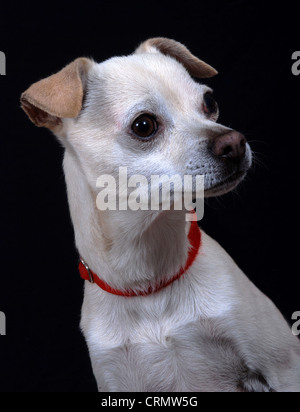 Ritratto di una razza mista cane indossa un collare rosso. Su sfondo nero. Foto Stock