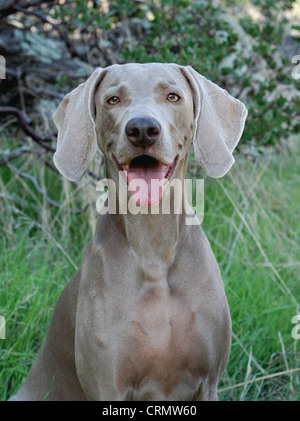 Outdoor ritratto di un cane Weimaraner. Foto Stock