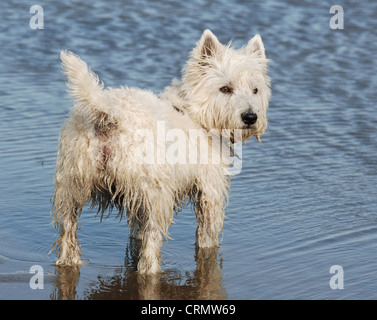 Westhighland Terrier cane in piedi in un lago. Foto Stock