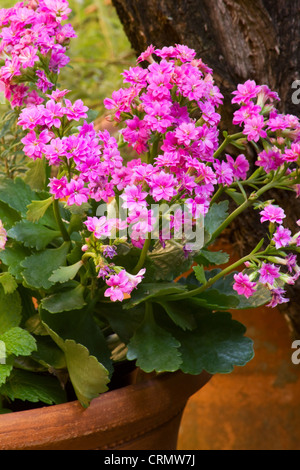 Kalanchoe rosa fiori in un vaso in terracotta Foto Stock