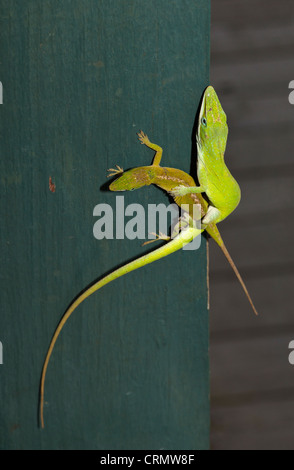 Verde di accoppiamento Anoles sul post Foto Stock