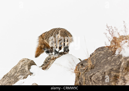 American Badger in piedi sulle rocce della neve nel Parco Nazionale di Yellowstone Foto Stock