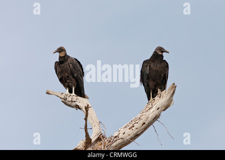 Coppia di nero gli avvoltoi sono ' appollaiati in Albero morto Foto Stock