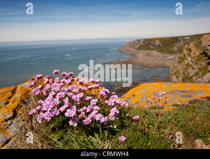 Mare di fiori di colore rosa, noto anche come parsimonia (Armeria maritima) su una scogliera della Penisola di Gower South Wales UK Foto Stock