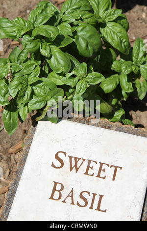 Un patch di basilico cresce in un giardino. Foto Stock