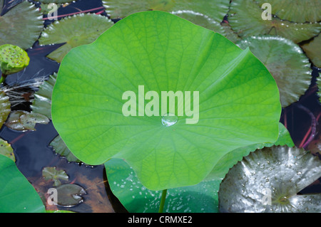 Pond lily leaf azienda acqua di pioggia. Foto Stock