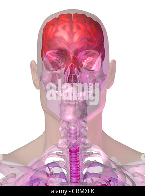 Testa umana anatomia che mostra il cervello e il cranio Foto Stock