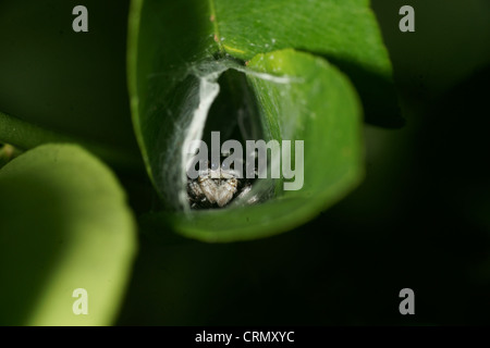 Grande bianco e nero femmina Phidippus Audax jumping spider custodendo il nido di uova Foto Stock