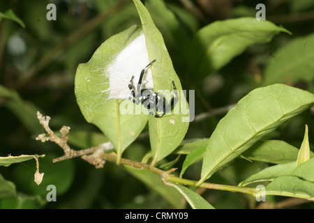 Grande bianco e nero femmina Phidippus Audax jumping spider custodendo il nido di uova Foto Stock