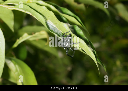 Grande bianco e nero femmina Phidippus Audax jumping spider custodendo il nido di uova Foto Stock