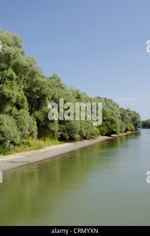 La Romania, regione Dobrudgea, Tulcea, il Delta del Danubio. Canale di Sulina rivestiti con argento gli alberi di salice. Riserva della Biosfera dall'UNESCO. Foto Stock