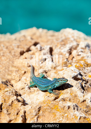 Formentera lizard su sfondo del mare Podarcis pityusensis formenterae Foto Stock