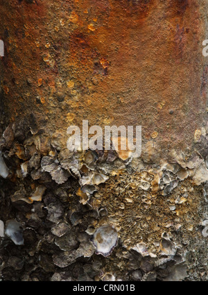 Barnacle adesione su acciaio pali con la formazione di ruggine. Foto Stock