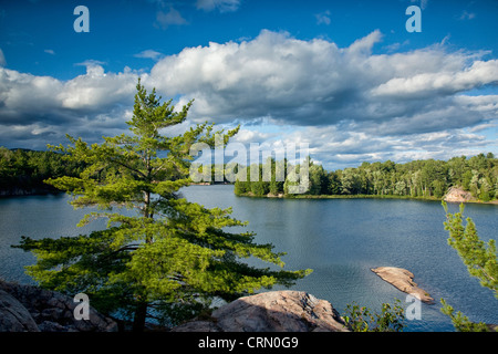 Pino bianco albero sulla collina che si affaccia sul lago George, Killarney Provincial Park, Ontario, Canada. Foto Stock