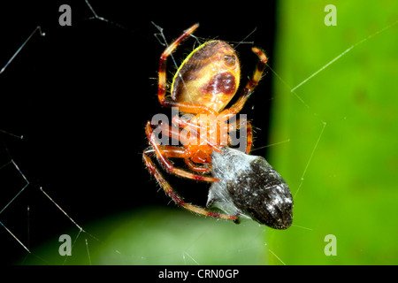 Tropical orb-web spider alimentazione su un oggetto di preda avvolto in seta, Ecuador Foto Stock