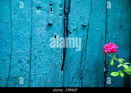 Repa[nted Vecchie persiane di legno e rose, Seguret, Francia. Foto Stock