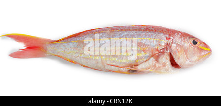 Lutiano rosso pesce isolato su sfondo bianco Foto Stock
