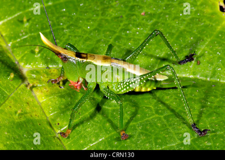 Cono verde katydid di testa su una foglia in Amazzonia Foto Stock