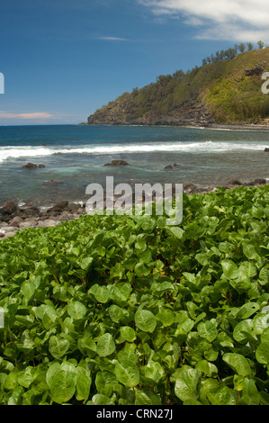 Territorio Francese d'oltremare (aka Francais d'outre mer), Isola di Reunion. Bagni di acqua salata sul selvatica costa del Sud a Manapany Foto Stock