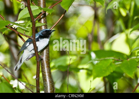 Blu Black-Throated trillo (Dendroica caerulescens) Foto Stock