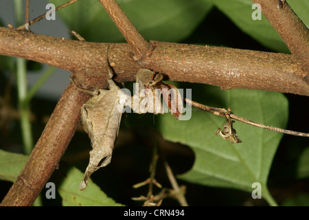 Foglia morta Mantis (Acanthops falcata) imita una foglia morta, rimane immobile fino a quando non arriva in preda a portata di mano. colpisce la preda non ha possibilità Foto Stock