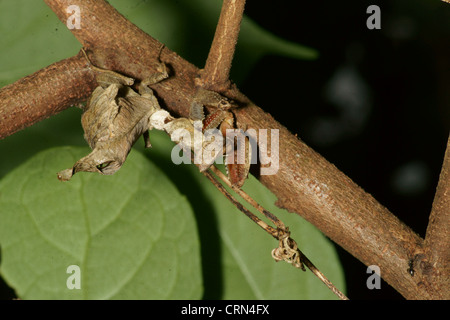 Foglia morta Mantis (Acanthops falcata) imita una foglia morta, rimane immobile fino a quando non arriva in preda a portata di mano. colpisce la preda non ha possibilità Foto Stock