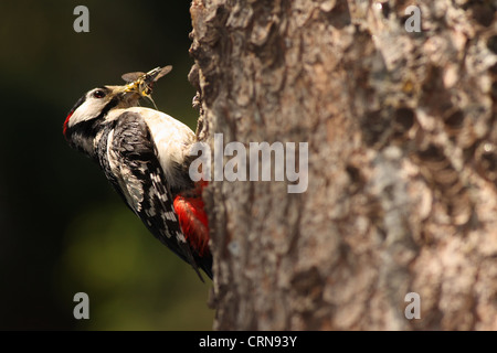 Picchio rosso maggiore (Dendrocopos major) avvicinando il suo nido con il suo becco piena di insetti gustosi per i suoi piccoli Foto Stock