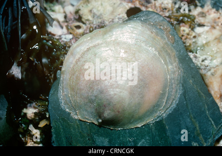 Sella comune ostrica (Anomia ephippium: Anomiidae) sotto una roccia sulla sponda inferiore, REGNO UNITO Foto Stock