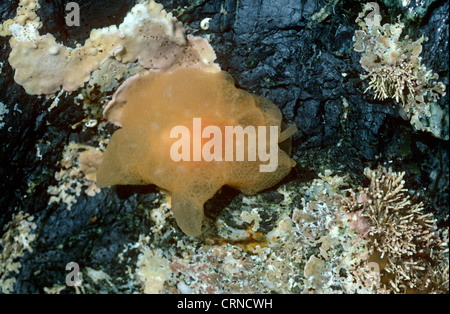 Giallo-mare piumati-slug (Berthella plumula: Pleurobranchidae) in un rockpool REGNO UNITO Foto Stock