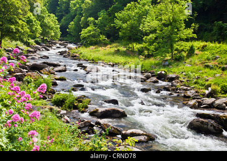 Il fiume Lyn (Est) lungo il percorso verso Watersmeet vicino Lynmouth, North Devon, Inghilterra, Regno Unito Foto Stock