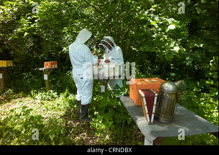 Controllo Queen Bee hive di accoppiamento - individui sono scelti per la salute, per ridurre brulicante e ad essere docili Foto Stock