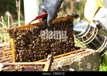 Un bee keeper indossando indumenti protettivi di ispezionare un alveare. Foto Stock