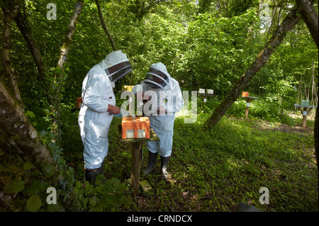 Controllo Queen Bee hive di accoppiamento - individui sono scelti per la salute, per ridurre brulicante e ad essere docili Foto Stock