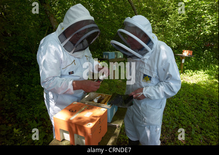 Controllo Queen Bee hive di accoppiamento - individui sono scelti per la salute, per ridurre brulicante e ad essere docili Foto Stock