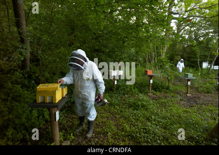 Controllo Queen Bee hive di accoppiamento - individui sono scelti per la salute, per ridurre brulicante e ad essere docili Foto Stock