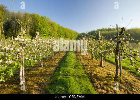 Blossom su alberi da frutto in un frutteto a sunrise. Foto Stock