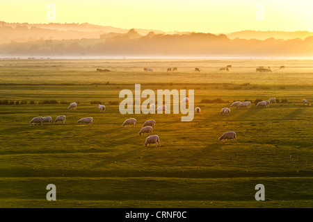 Pecore al pascolo nei campi al tramonto. Foto Stock