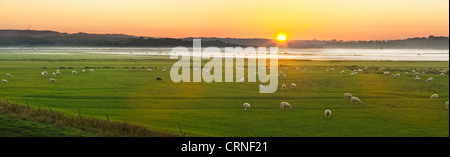 Una vista panoramica di pecore al pascolo nei campi al tramonto. Foto Stock